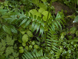 Valeriana officinalis