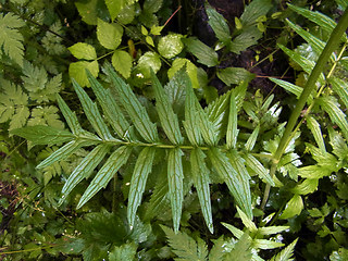 Valeriana officinalis