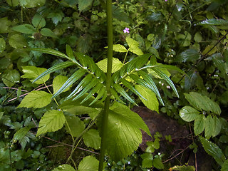 Valeriana officinalis