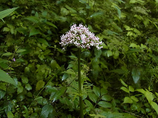 Valeriana officinalis