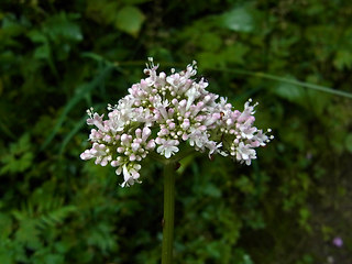 Valeriana officinalis