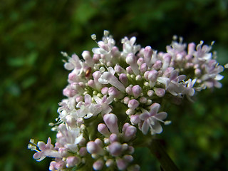 Valeriana officinalis