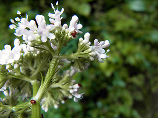 Valeriana officinalis