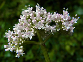 Valeriana officinalis