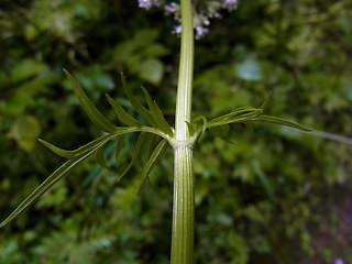 Valeriana officinalis