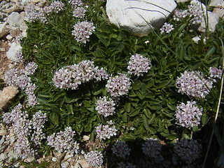 Valeriana saliunca