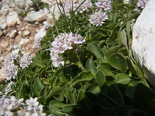 Valeriana saliunca