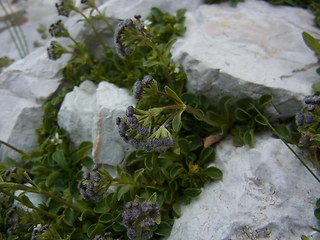 Valeriana saliunca