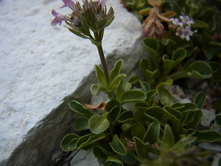 Valeriana saliunca