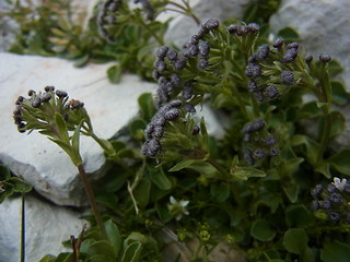 Valeriana saliunca