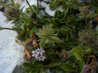 Valeriana saliunca