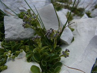 Valeriana saliunca