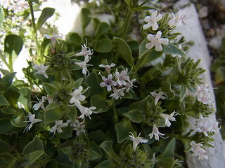 Valeriana saliunca