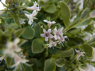 Valeriana saliunca
