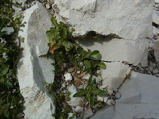 Valeriana saliunca