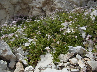 Valeriana saliunca
