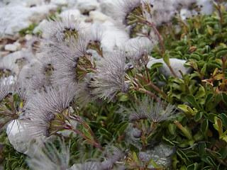 Valeriana saliunca