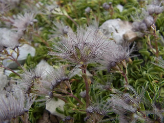 Valeriana saliunca