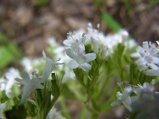 Valeriana sambucifolia