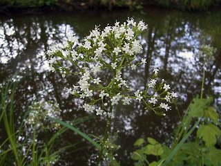 Valeriana sambucifolia