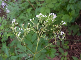 Valeriana sambucifolia