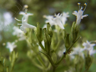 Valeriana sambucifolia