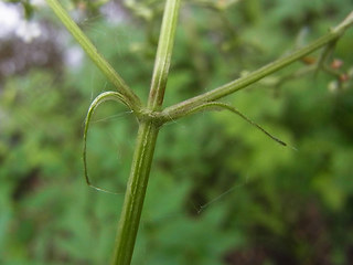 Valeriana sambucifolia