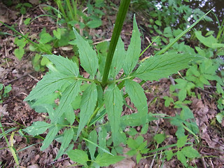 Valeriana sambucifolia