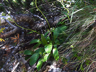 Valeriana saxatilis