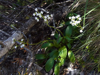 Valeriana saxatilis