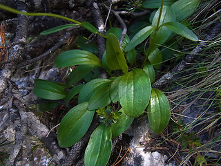 Valeriana saxatilis