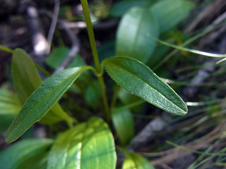 Valeriana saxatilis