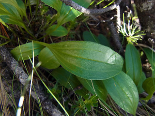 Valeriana saxatilis