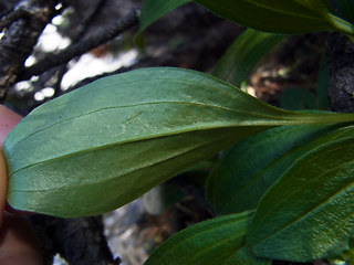 Valeriana saxatilis