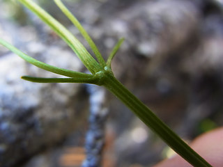 Valeriana saxatilis