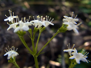 Valeriana saxatilis