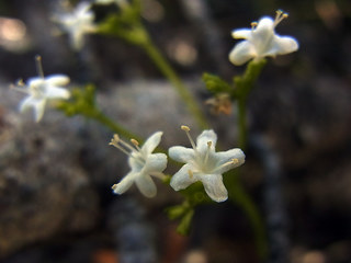 Valeriana saxatilis