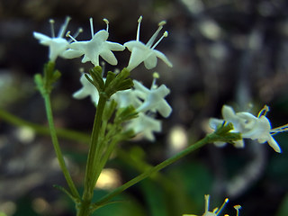 Valeriana saxatilis