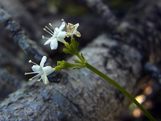 Valeriana saxatilis