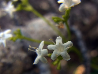 Valeriana saxatilis