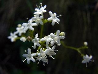 Valeriana saxatilis