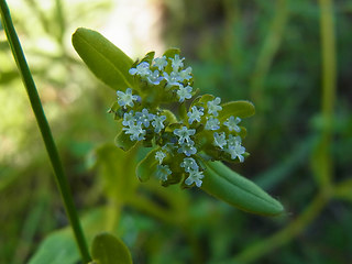 Valerianella locusta