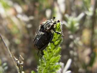 Valgus hemipterus