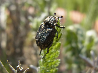 Valgus hemipterus