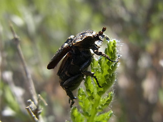 Valgus hemipterus