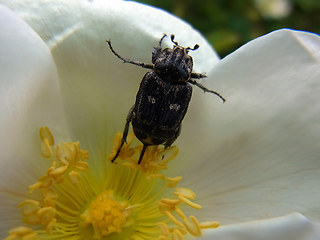 Valgus hemipterus