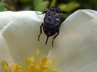Valgus hemipterus