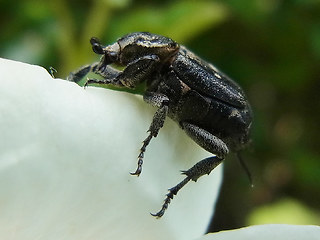 Valgus hemipterus
