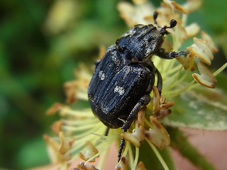 Valgus hemipterus