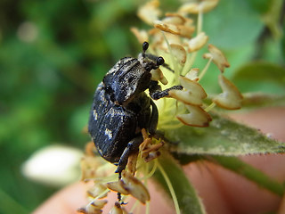 Valgus hemipterus